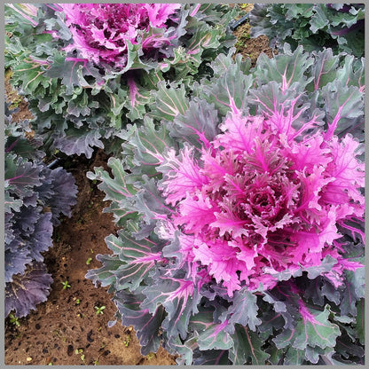 Heirloom Purple Kale Growing in Raised Garden Bed