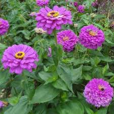 Deep purple zinnia flowers blooming in a sunny home garden