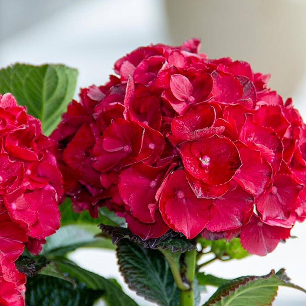 Deep Red flower seeds