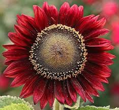Maroon sunflower flowers blooming on green sunflower plants in a sunny home garden