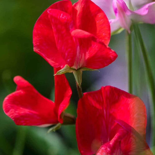 Deep Red flower seeds