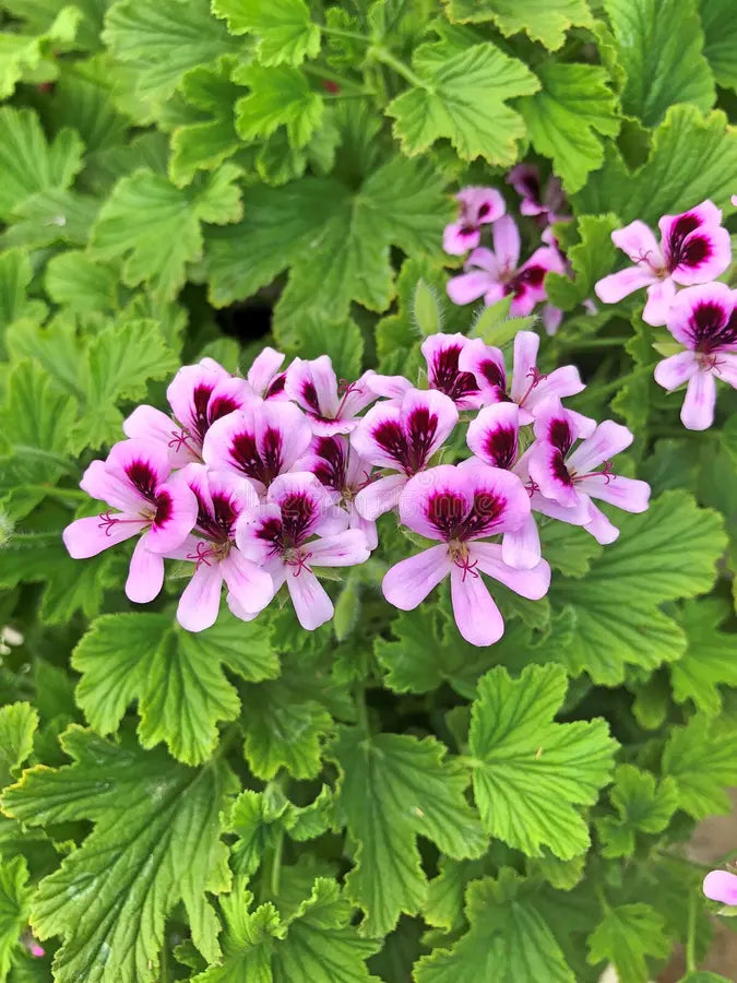 Light Violet flower seeds