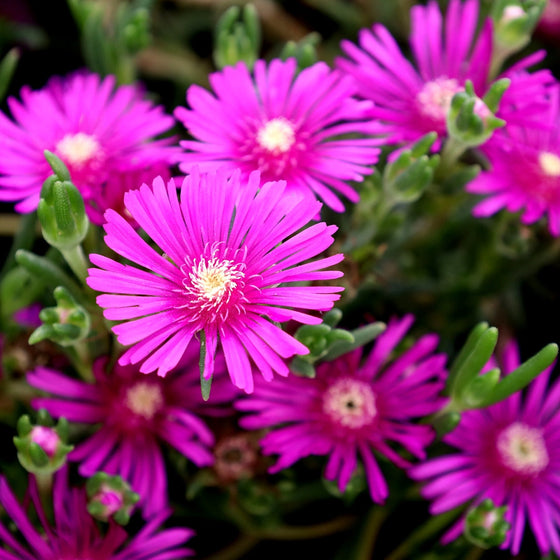 Delosperma flower seeds