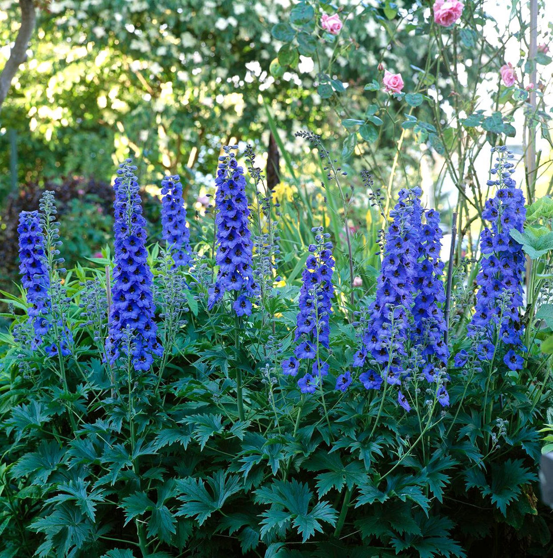 Millennium Delphinium flower seeds