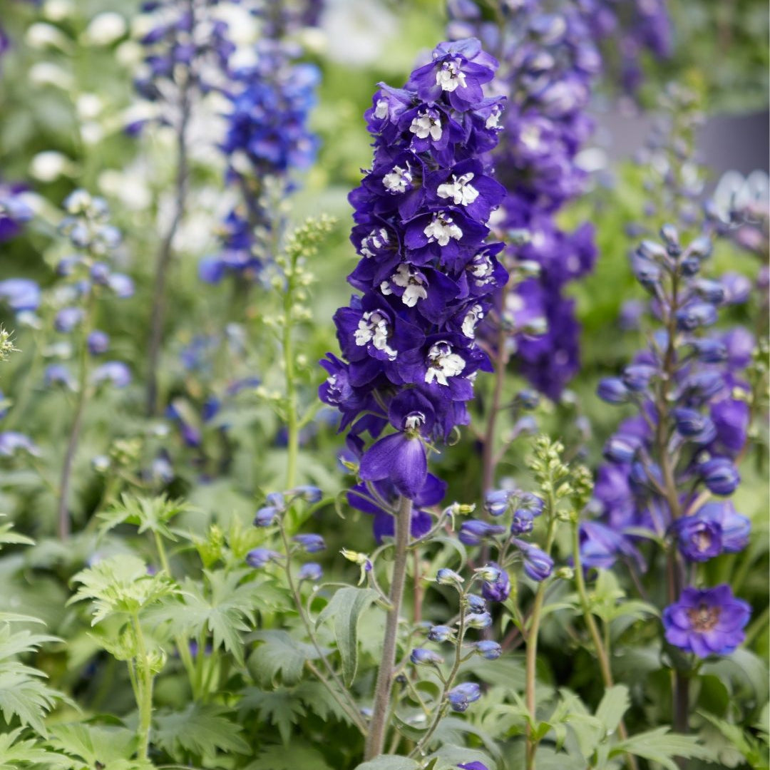 Candle Larkspur Delphinium plant