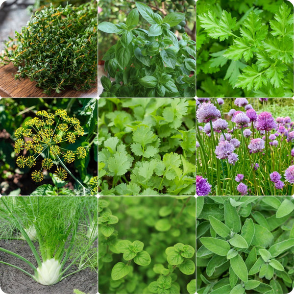 Deluxe Herb Garden Seed Collection for Planting – Heirloom Non-GMO Garden Seeds