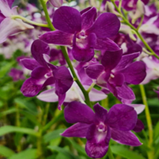 Lavender Dendrobium flower seeds
