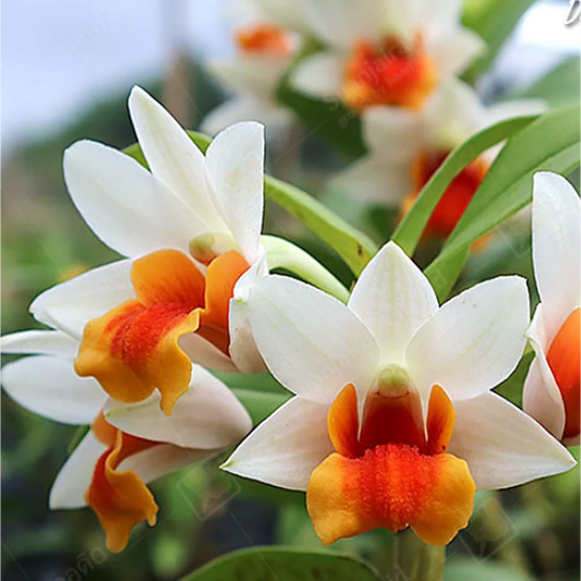 White Orange flower seeds