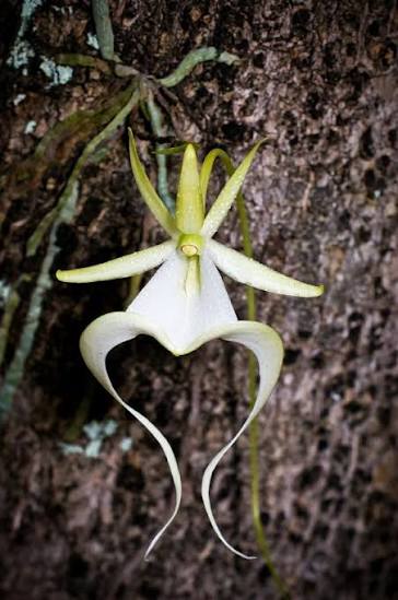 Ghost Orchid (Dendrophylax lindenii) with delicate white flowers and distinctive green photosynthetic roots growing in a humid tropical habitat.