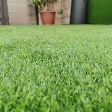 Couch Grass Growing Across Open Landscape Area