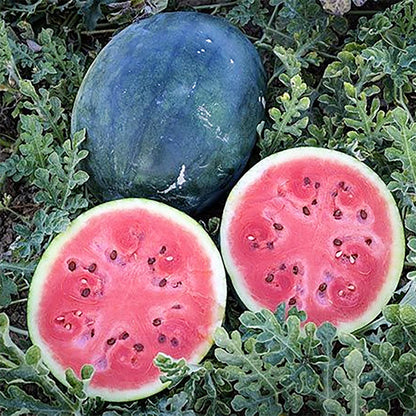 densuke watermelon seeds
