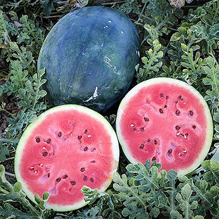 densuke watermelon seeds