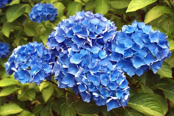 Thick Blue flower seeds