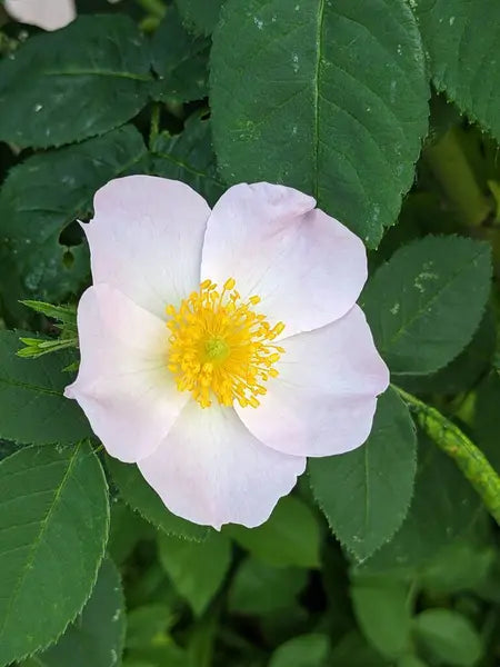 White Rosa Canina Flower Seeds for Planting – Heirloom Non-GMO Garden Seeds