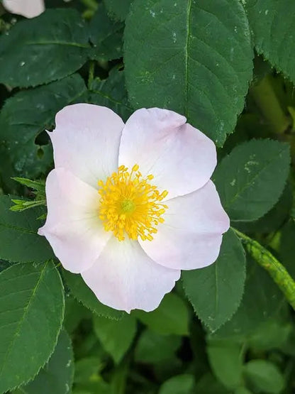 White Rosa Canina Flower Seeds for Planting – Heirloom Non-GMO Garden Seeds