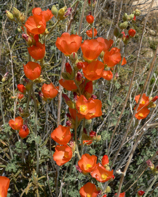 Graines de globemallow abricot du désert pour la plantation – Graines de jardin ancestrales sans OGM