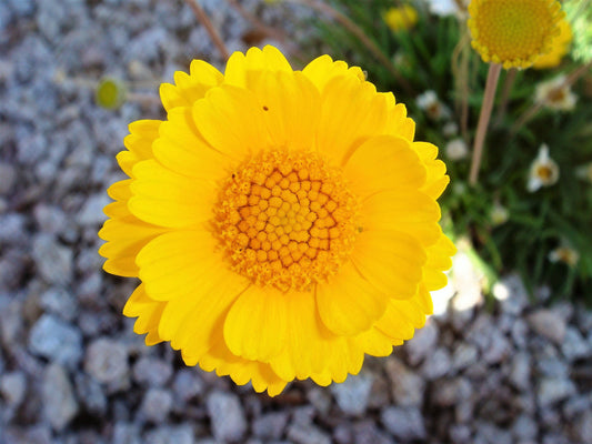 Yellow Desert Marigold Flower Seeds for Planting – Heirloom Non-GMO Garden Seeds