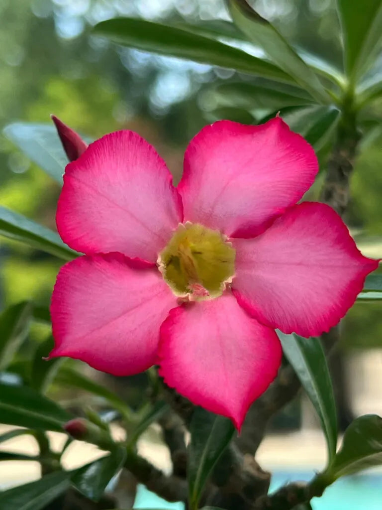 Thick Pink flower seeds