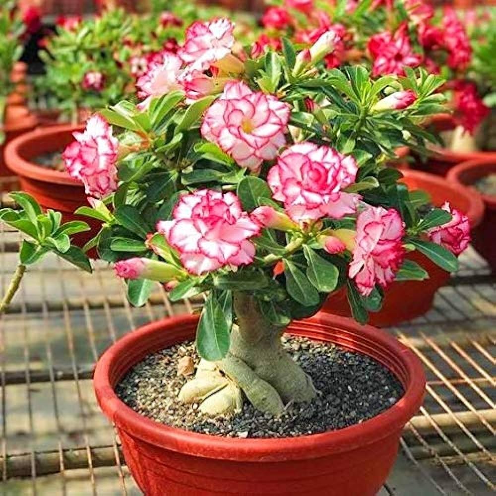Adenium flower seeds