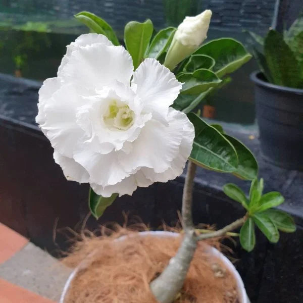 White Adenium flower seeds