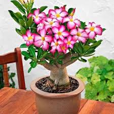 Adenium Obesum Growing in Sunny Container
