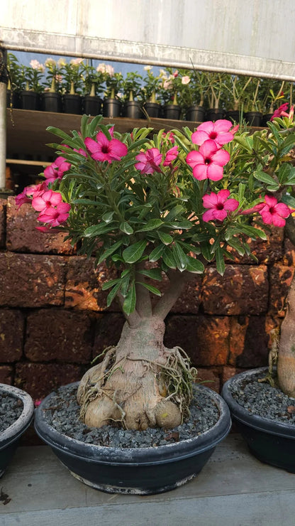 Adenium Desert Rose plant with vibrant flowers, glossy green leaves, and a thick sculptural stem growing in a decorative pot.