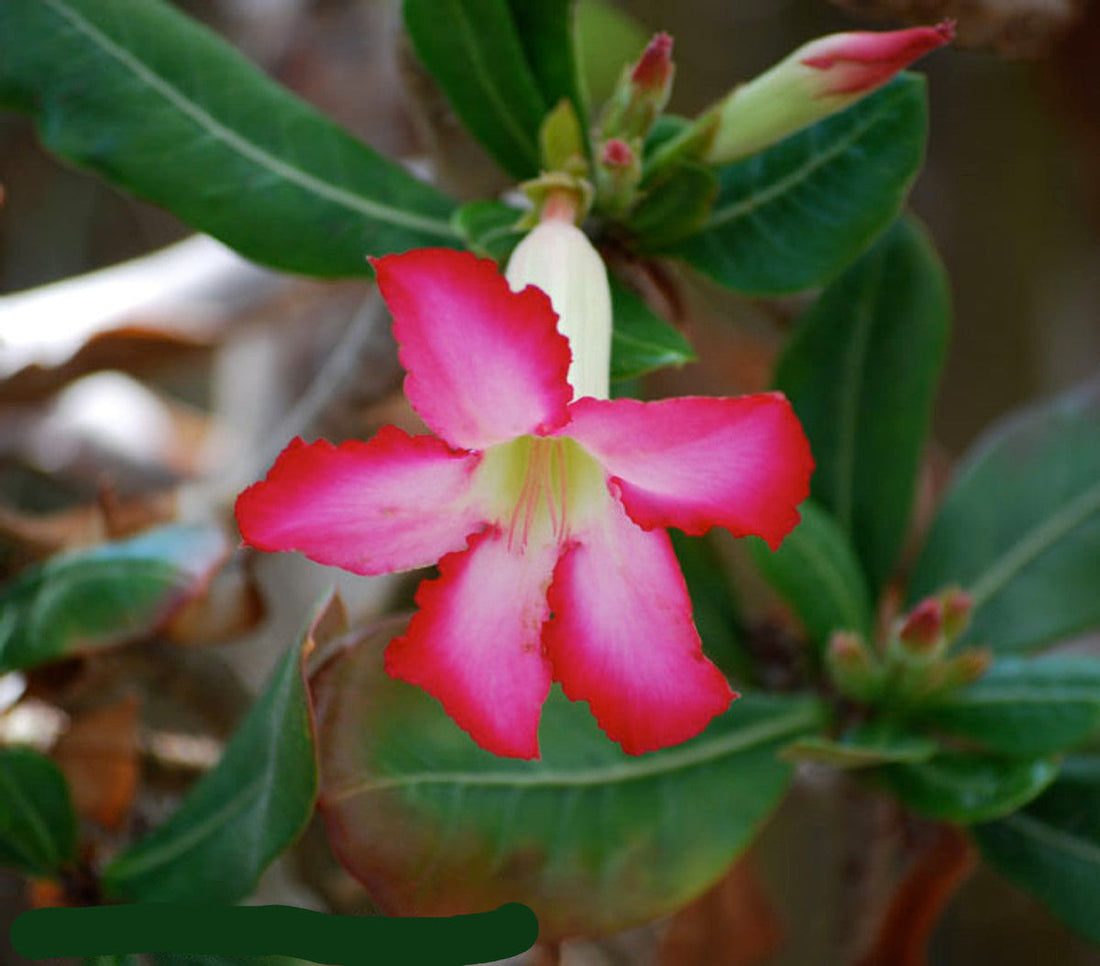 White Pink flower seeds