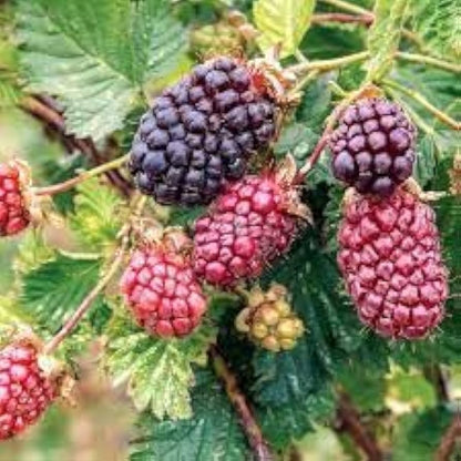 dewberry seeds