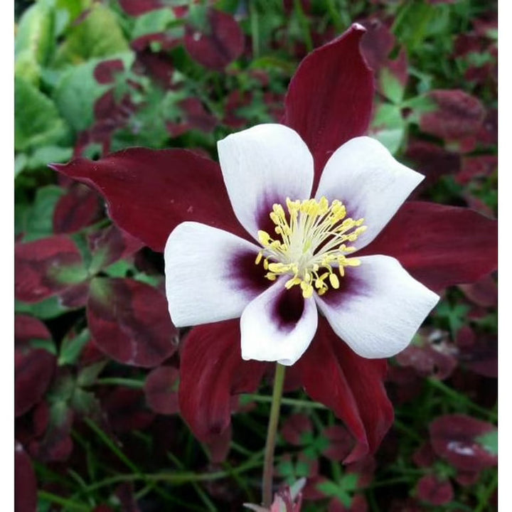 Burgundy Columbine flower seeds