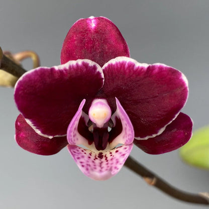 Phalaenopsis Orchid Flower Seeds for Planting – Heirloom Non-GMO Garden Seeds