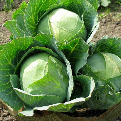 Golden Acre Cabbage Seeds for Planting – Heirloom Garden Seeds