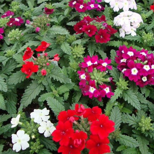 Dwarf Verbena flower seeds