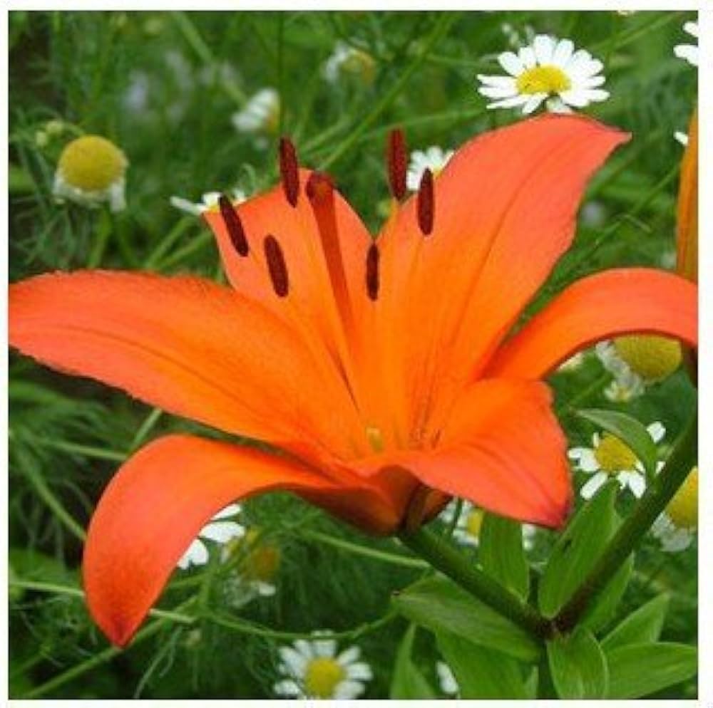 Di Giglio flower seeds