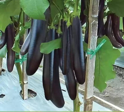 Diamond Eggplant Vegetable Seeds for Planting – Heirloom Non-GMO Garden Seeds