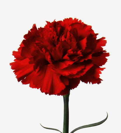 Red Dianthus flower seeds