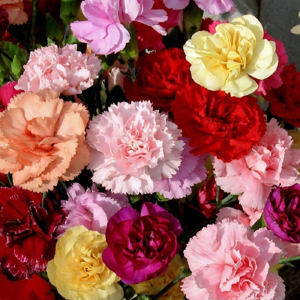 Dianthus Caryophyllus flower seeds