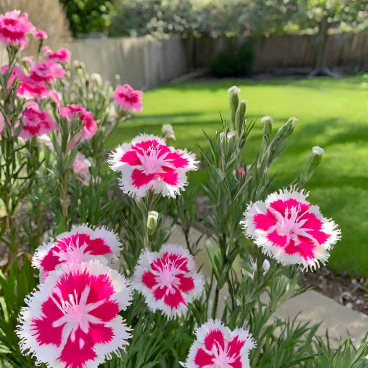 Dianthus Caryophyllus flower seeds