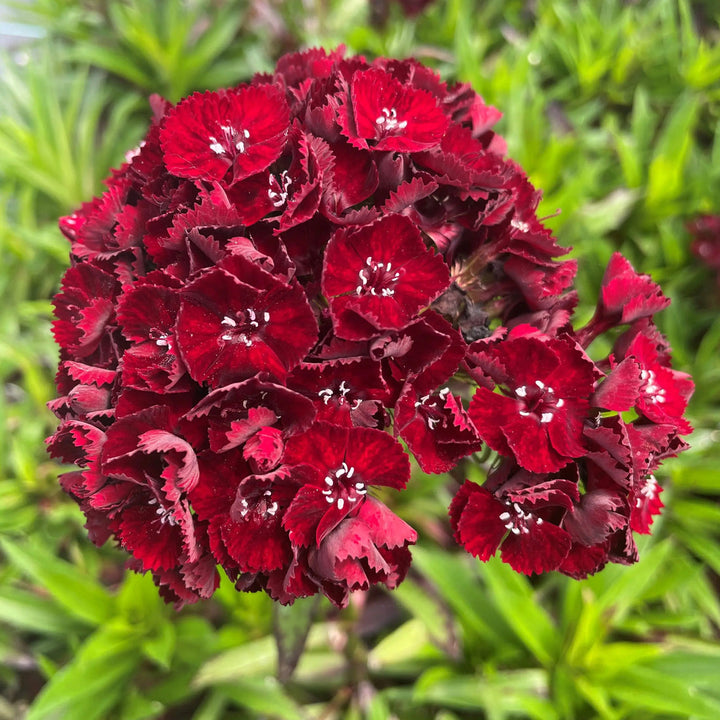 Maroon Dianthus flower seeds