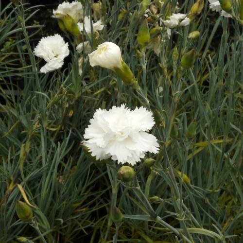 White Crimson flower seeds
