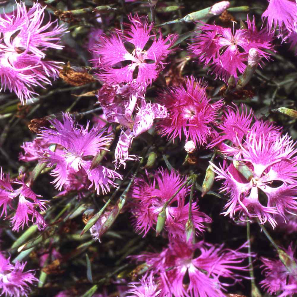 Pink Dianthus flower seeds