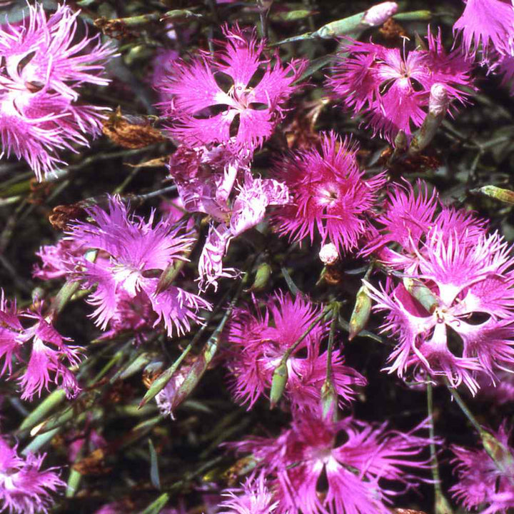 Pink Dianthus flower seeds