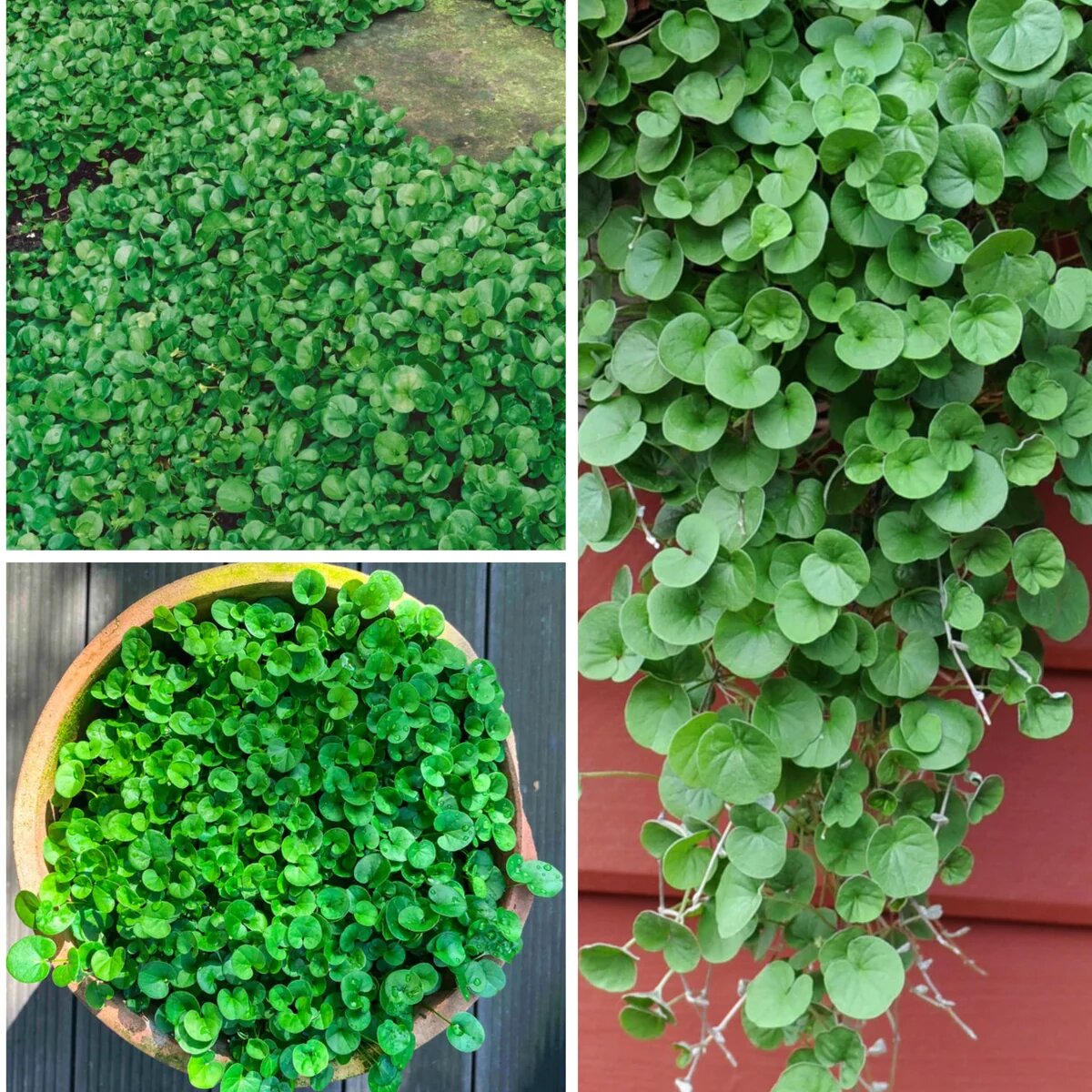 Emerald Falls Dichondra plant with lush green trailing foliage in a garden container