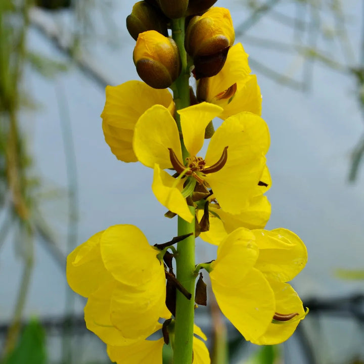 Didymobotrya Growing in Decorative Garden Container