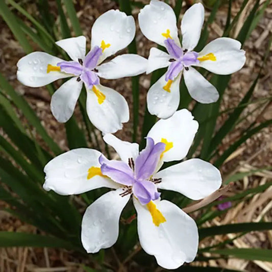 Tiny Dancer flower seeds
