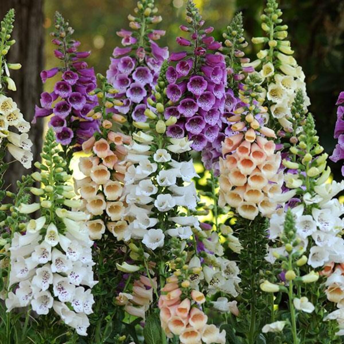 Premium Foxglove plant
