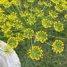 Dill Herb Seeds for Planting – Heirloom Non-GMO Garden Seeds