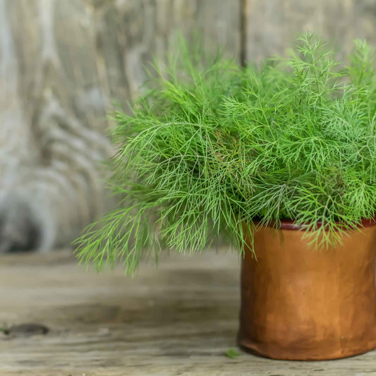 Compacto Dill Herb Seeds for Planting – Compact Aromatic Culinary Garden Herb