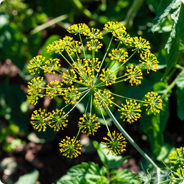 Bouquet Dill Herb Seeds for Planting – Heirloom Non-GMO Garden Seeds