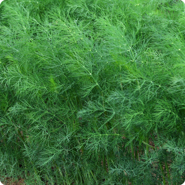 Fernleaf Dill Herb Seeds for Planting – Heirloom Non-GMO Garden Seeds
