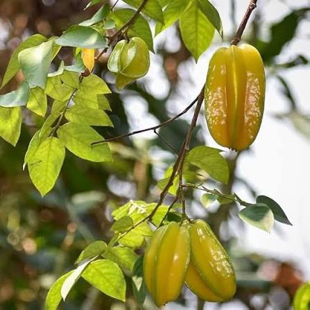 Karmal Fruit Seeds for Planting featuring Dillenia pentagyna tropical tree with broad green leaves, yellow flowers, and distinctive rounded fruits